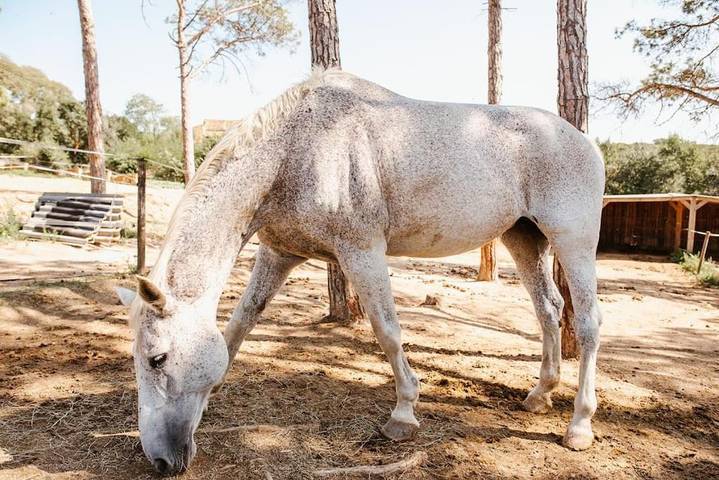 Location de vacances pour 4 personnes, avec piscine à Tordera - 3
