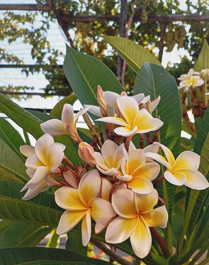 Maison d’hôte pour 2 personnes, avec vue ainsi que piscine et jardin à Réthymnon - 2