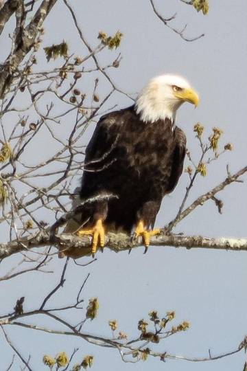 Vacation House for 10 Guests in Norris Lake, Tennessee, Picture 2