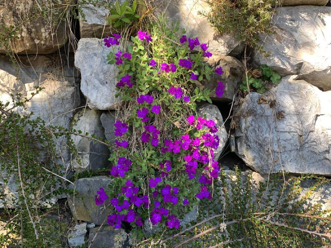 Chalet Mahli in Saas bei Klosters in Rätikon Gebirgsgruppe, Plessur Alpen
