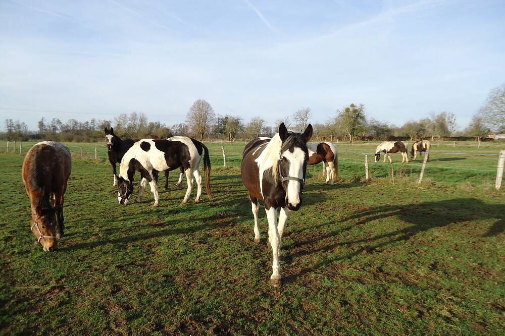 Rest on the farm with our 10 horses in the heart of nature.  Wifi works. in Droyes, Haute-Marne