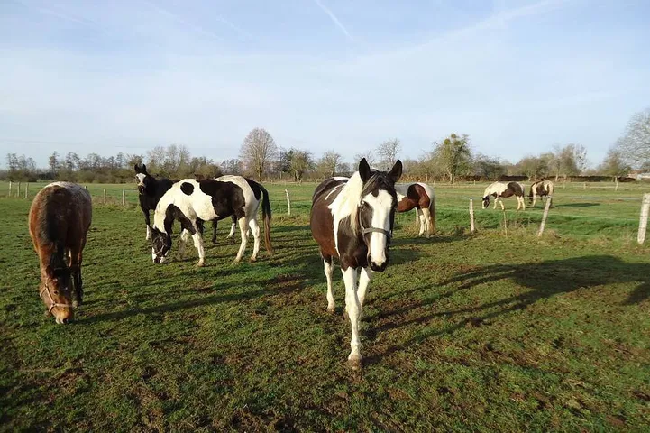 Repos à la ferme au milieu de nos 10 chevaux en pleine nature.
Le wifi marche. in Droyes, Haute-Marne