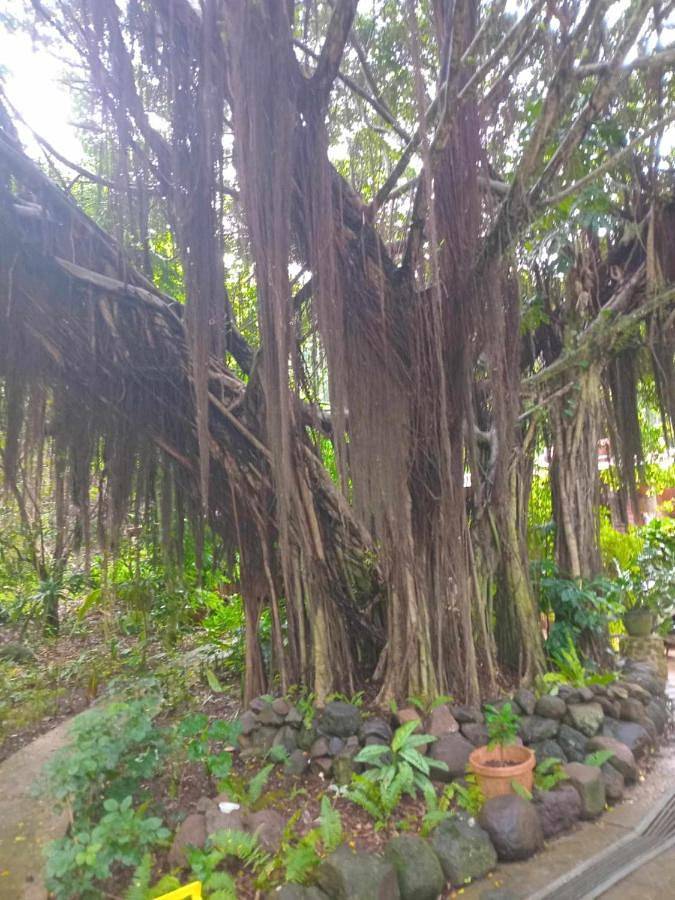 Gîte pour 4 personnes, avec jardin et vue dans Mo'orea - 3