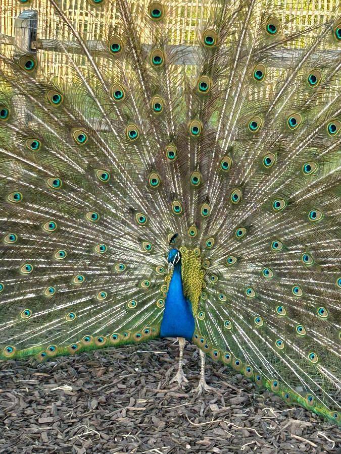 B&B De Alffarhoeve in Hamme, Provincia delle Fiandre Orientali