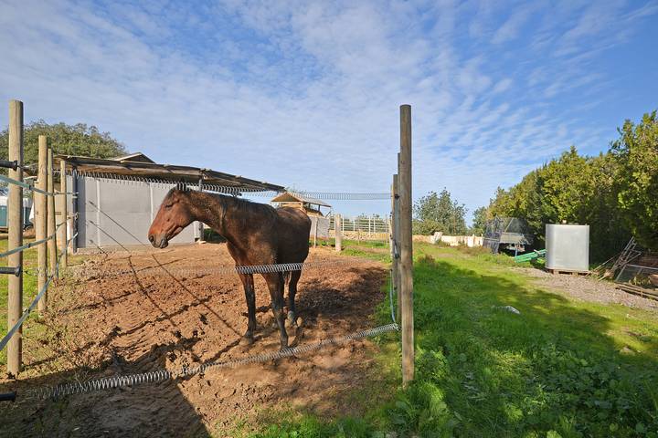 Finca für 4 Personen, mit Terrasse und Garten in Sineu - 4