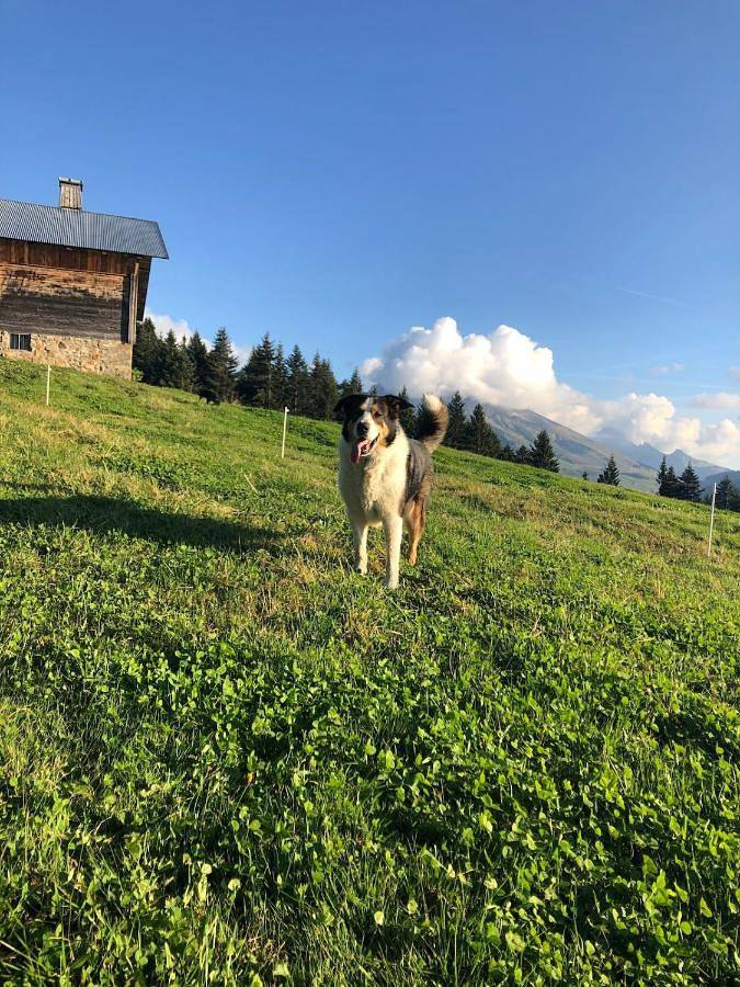 Gîte pour 2 personnes, avec jardin et vue, animaux acceptés dans Tete Du Danay - 3