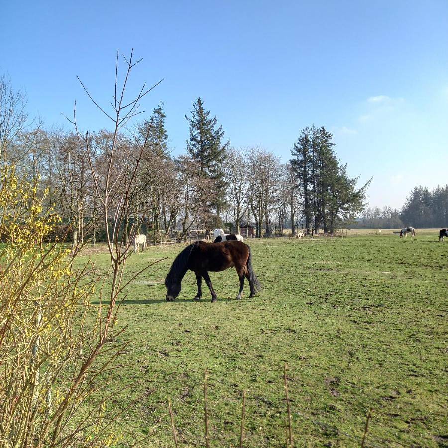 Ganze Wohnung, Urlaub zwischen Nord- und Ostsee in Leck, Grünes Binnenland