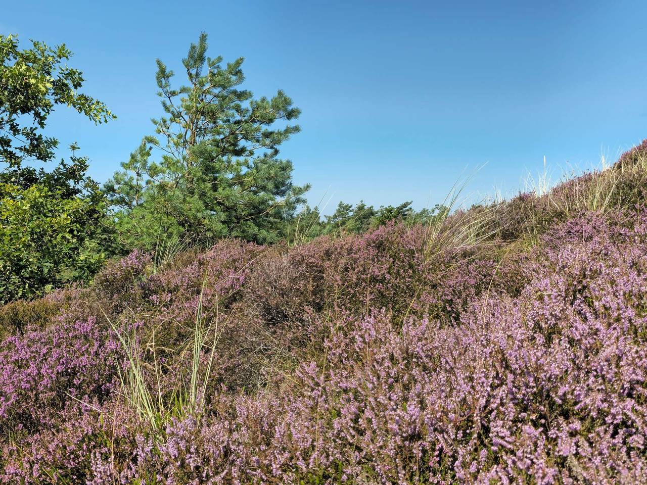Fredfyldt tilflugt i Bolilmark in Bolilmark, Rømø