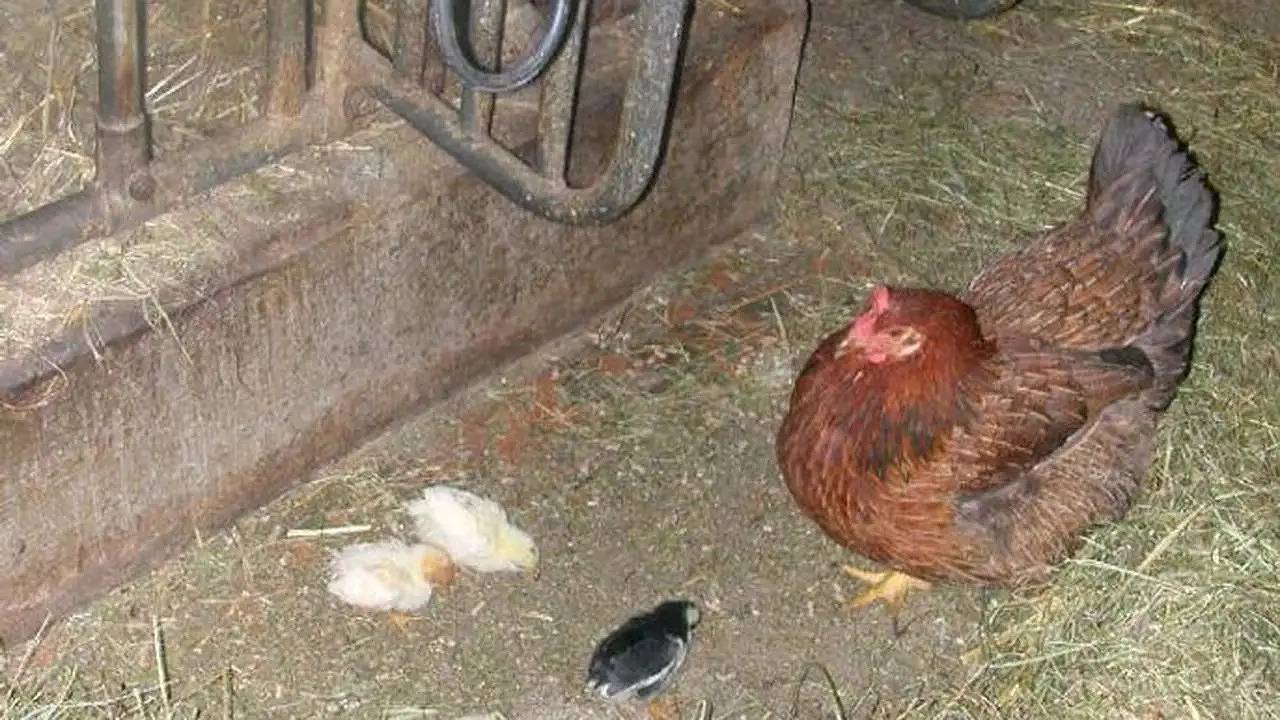 Ganze Ferienwohnung, Ferienwohnung für 5 Personen (70 m²) in Aigen im Ennstal in Rottenmanner und Wölzer Tauern, Aigen im Ennstal
