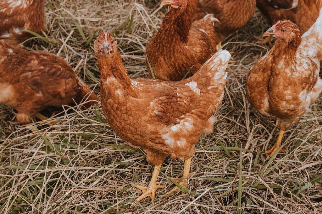 The Chook House - Ein Schlafzimmer Haus, Schläft 2 in Shire of Moira