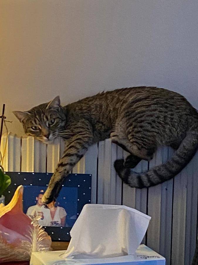 Location de vacances pour 8 personnes, avec jardin à Villepreux - 4