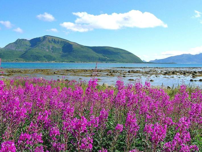 Ferienhaus für 7 Personen, mit Garten, mit Haustier in Vesterålen - 4