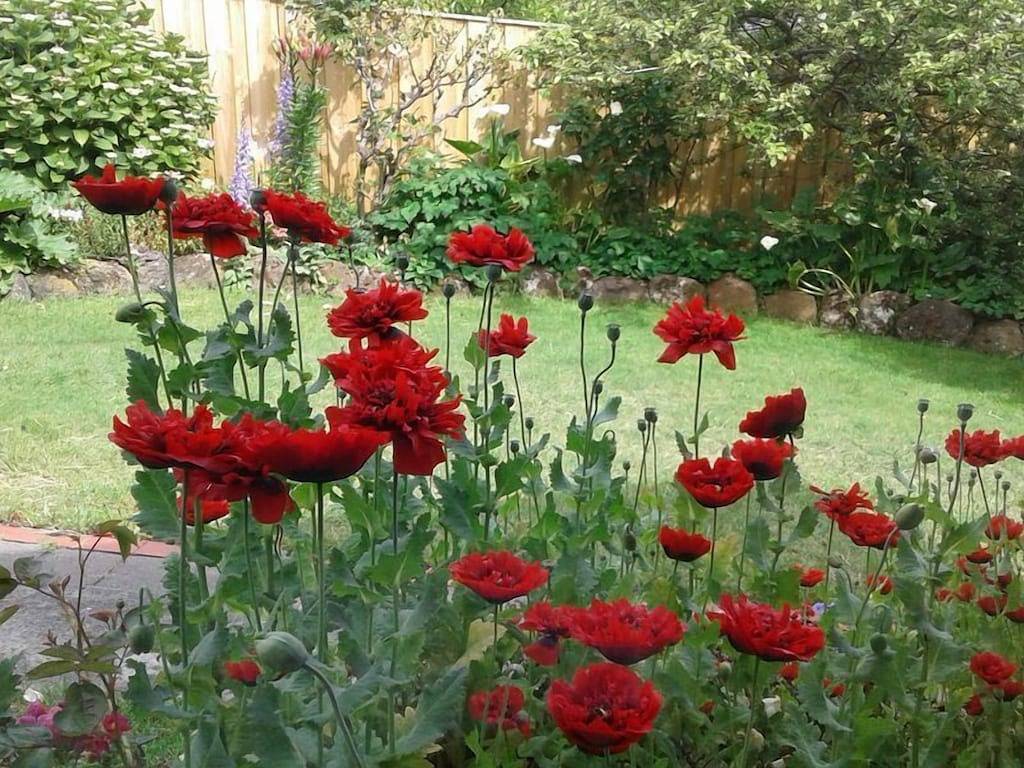 Ganze Wohnung, Sandy Bay - Ruhige Umgebung mit Parkplatz und Aussicht. in Hobart, Tasmanien