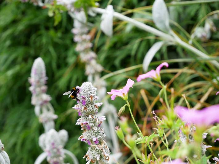 Ferienwohnung für 4 Personen, mit Terrasse, mit Haustier in Sankt Peter - 3
