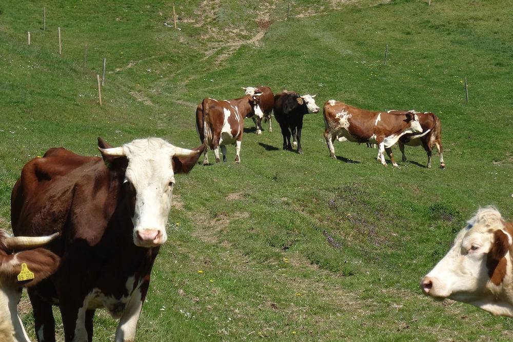 Ganze Wohnung, Urlaub auf dem Bauernhof mit vielen Tieren in Stegen, Südschwarzwald
