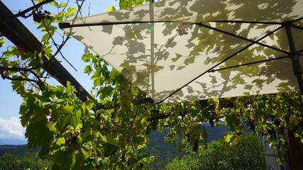 Maison De Vacances pour 5 Personnes dans Mosset, Pyrénées, Photo 3