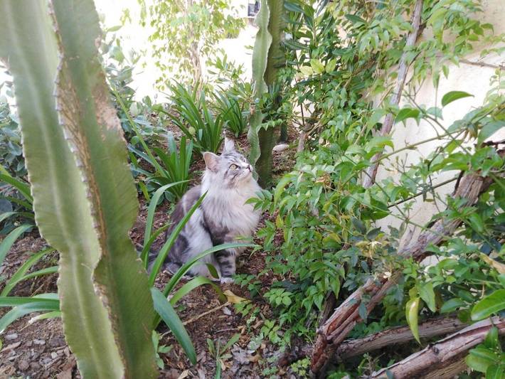 Hôtel pour 4 personnes, avec jardin, animaux acceptés dans Office De Tourisme De Villefranche Sur Mer - 3