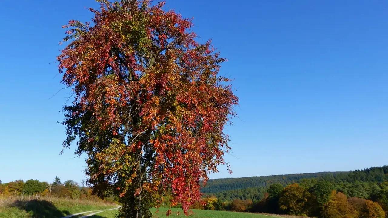Geheel vakantieappartement, Vakantieappartement voor 2 personen met terras in Kirchzell, Main-Odenwald