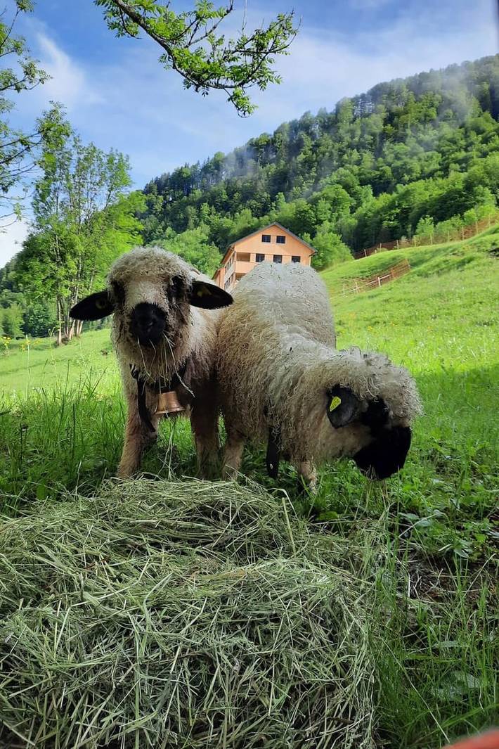 Ferienhaus für 5 Personen, mit Garten, kinderfreundlich in Mellau - 3