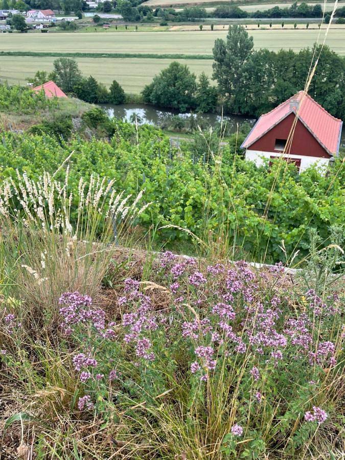 Ferienhaus für 6 Personen, mit Terrasse und Garten sowie Ausblick in Saale-Unstrut - 3