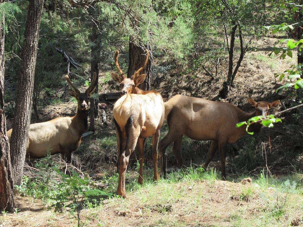 Entfliehen Sie der perfekten Familienhütte in den kühlen Kiefern in Gila County