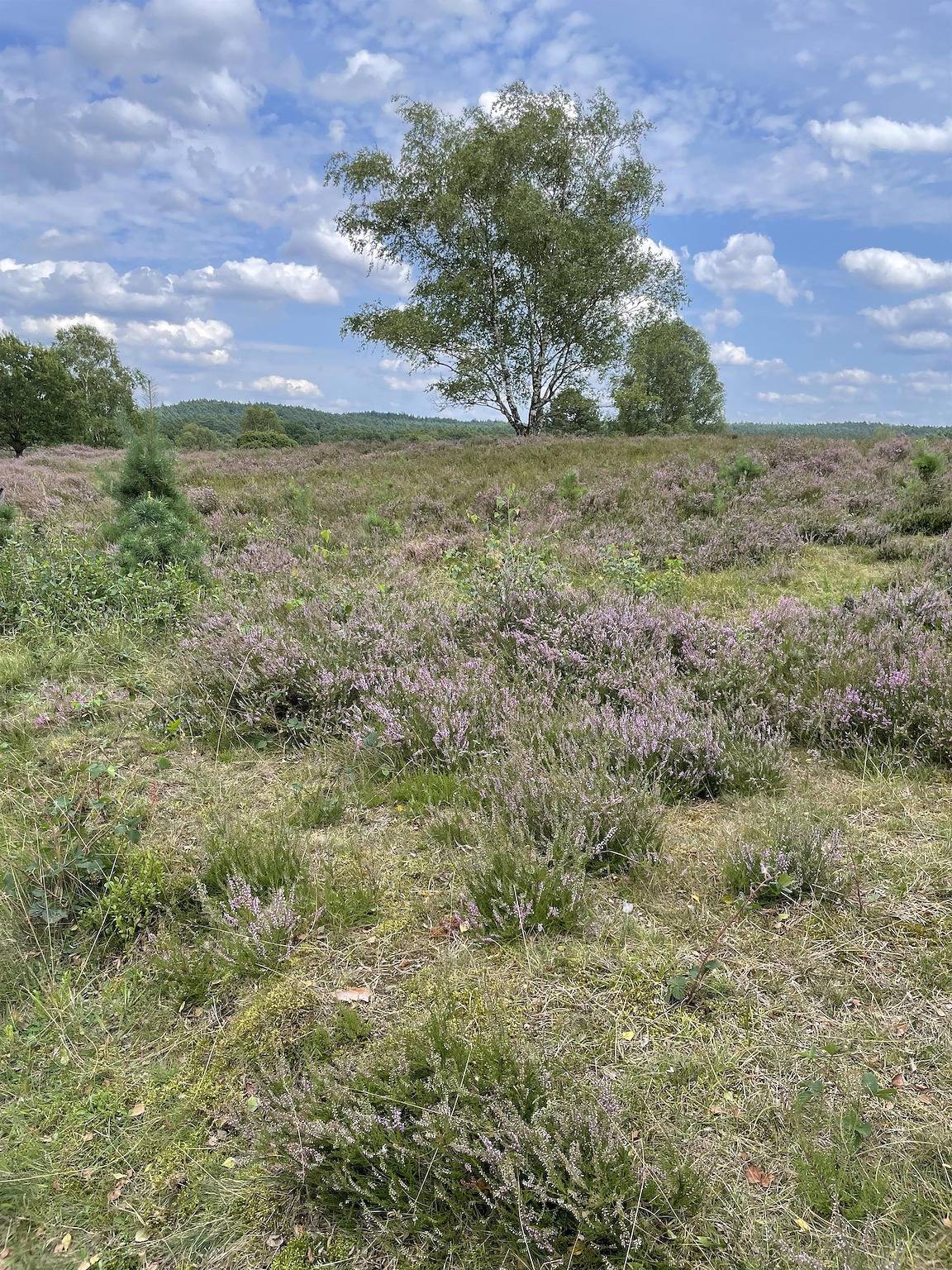 Ganze Ferienwohnung, Ferienwohnung Harms in Garlstorf, Nordheide