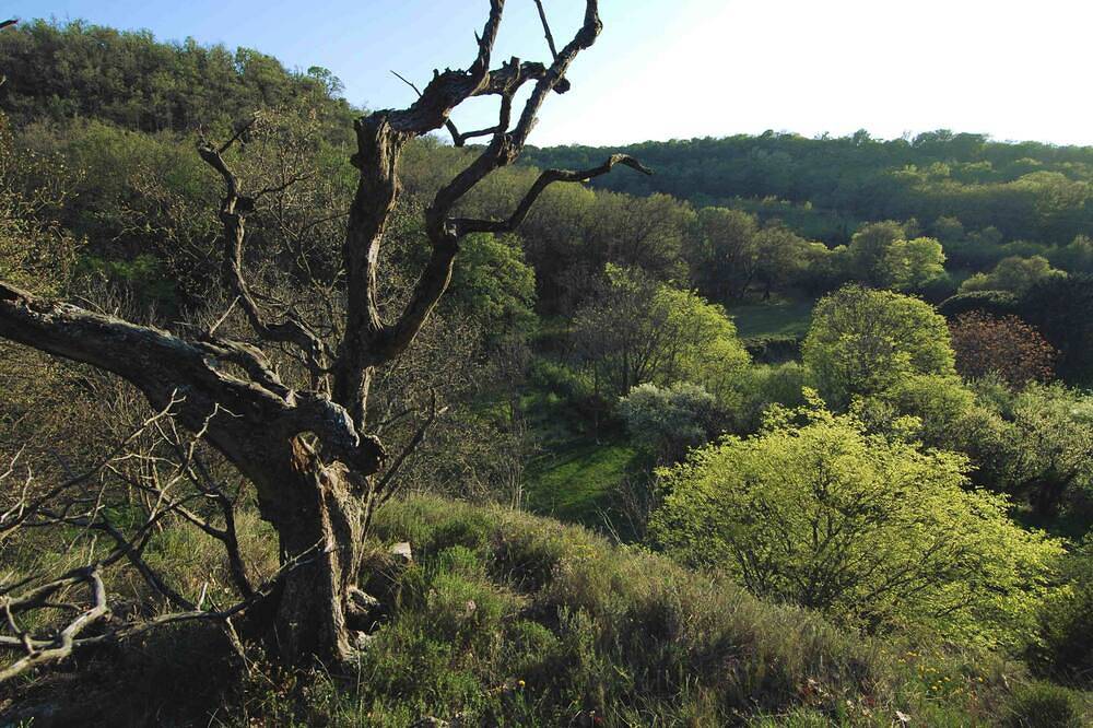 Mas provençal nature swimming pool private parking in La Roque-sur-Pernes, Vaucluse