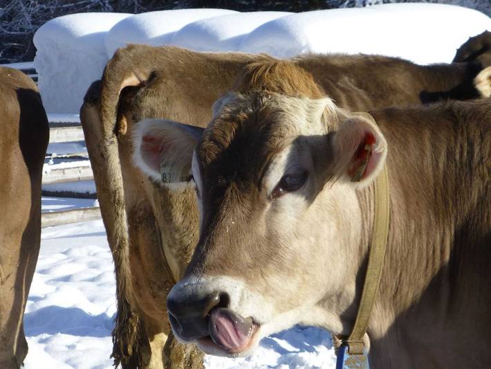 Ferienhaus für 6 Personen, mit Garten und Ausblick in Nauders - 4