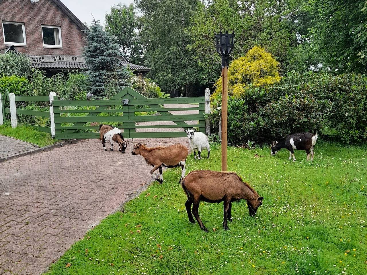 Littlefarmhouse 25164 - Littlefarmhouse in Bunde, Emsland