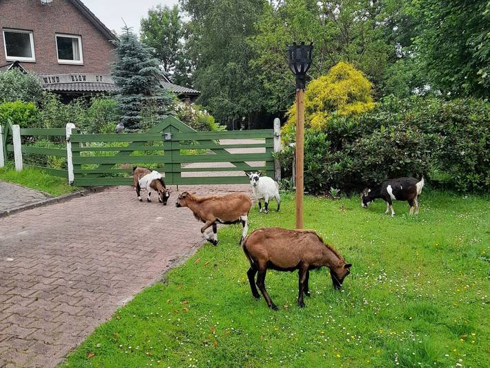 Littlefarmhouse 25164 - Littlefarmhouse in Bunde, Landkreis Leer