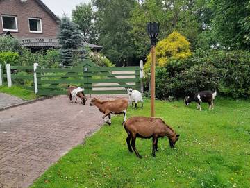 Ferienhaus für 5 Personen in Leer und Umgebung, Emsland, Bild 4