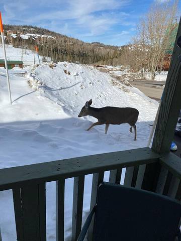 Log Cabin for 5 Guests in Brian Head, Iron County (UT), Picture 2