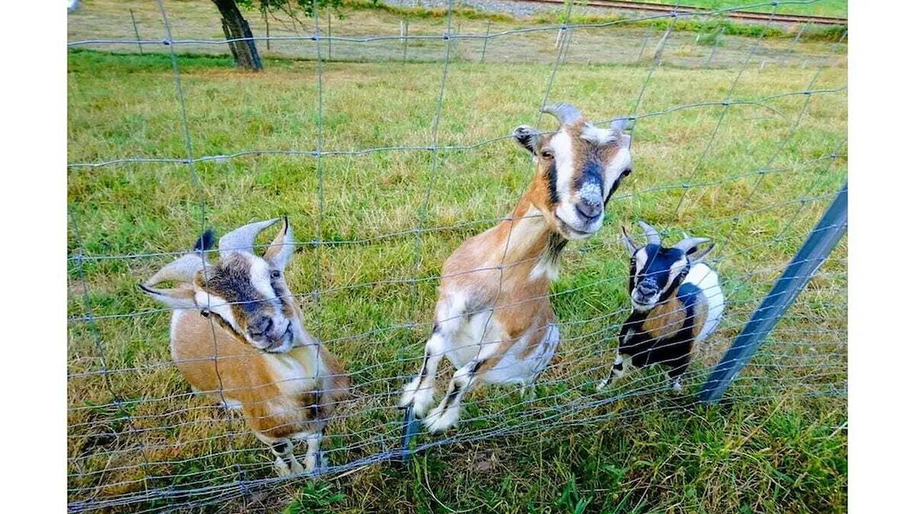 Bauernhof für 6 Personen (110 m²) in Oppenau in Oppenau, Mittlerer Schwarzwald
