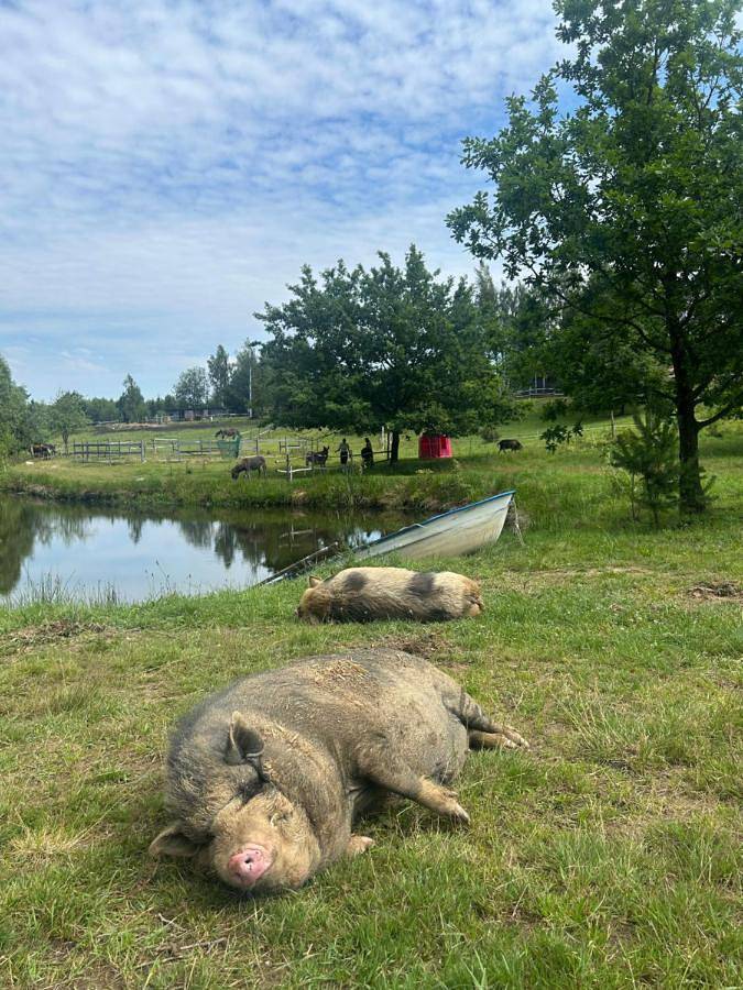 Koziula - Domki i Leśne Spa na Kaszubach in Morze Bałtyckie
