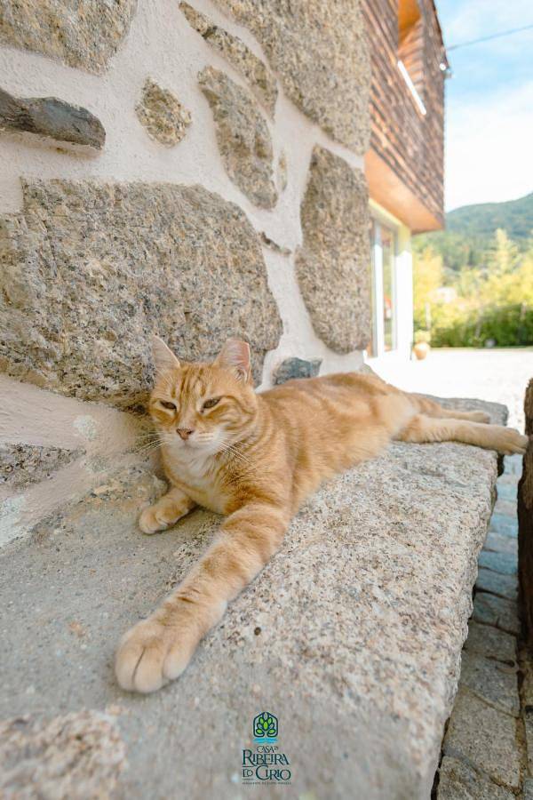 Maison de campagne pour 3 personnes, avec piscine ainsi que vue et jardin, animaux acceptés à Seia - 3