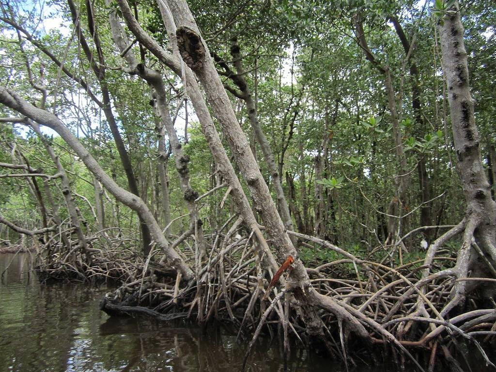 Ganze Wohnung, Nur wenige Schritte vom Strand entfernt, Peak am Golf! Neue Möbel. Jw Alternative in Marco Island, Southwest Florida
