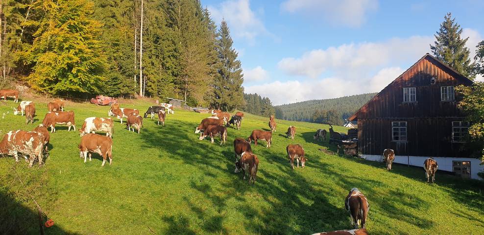 Hel lägenhet, Holiday Apartment 'Ursprung' with Balcony and Wi-Fi in Sankt Georgen im Schwarzwald, Central Black Forest