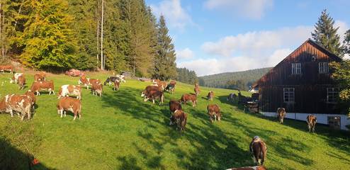 Bauernhof für 4 Personen in St. Georgen im Schwarzwald, Hochschwarzwald, Bild 3