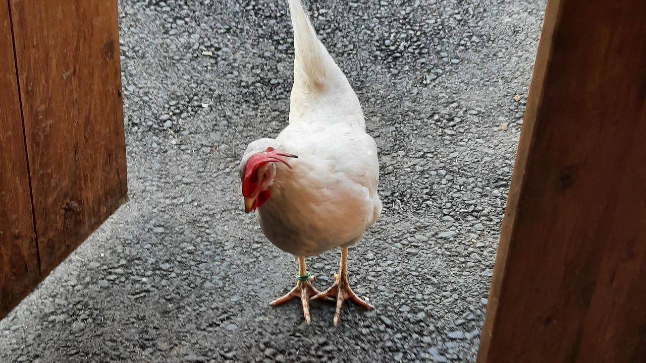 Ganze Ferienwohnung, Ferienwohnung für 4 Personen (24 m²) in Hollersbach im Pinzgau in Hollersbach im Pinzgau, Pinzgau