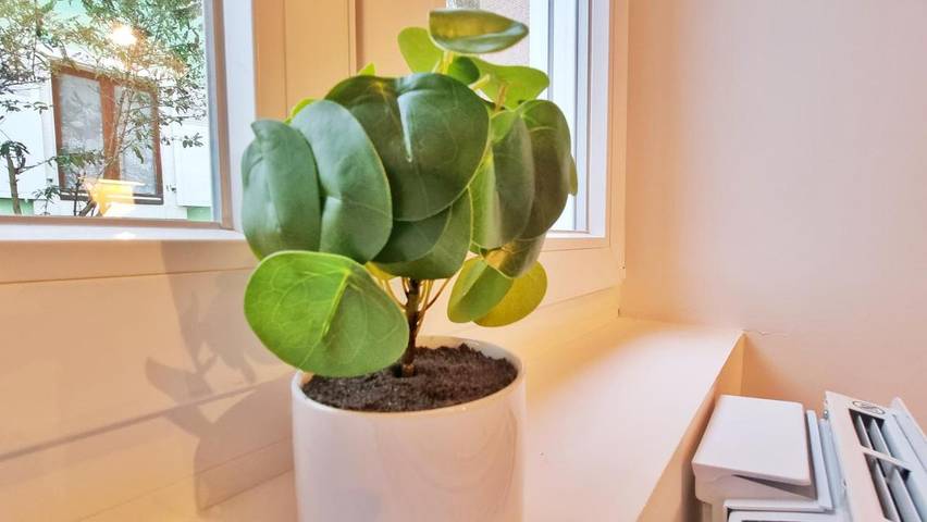 Gîte pour 3 personnes à Buhl - 4