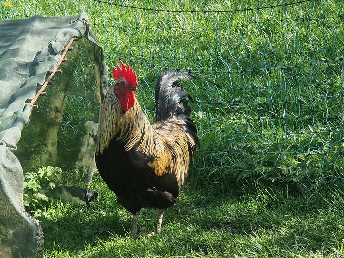 Beim Surauer - Ferienwohnung Kaminstube in Amerang, Landkreis Rosenheim