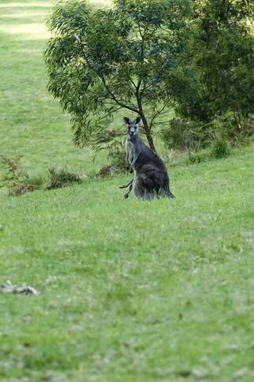Die Himmel - Aurora und Inanna in Barrengarry, New South Wales