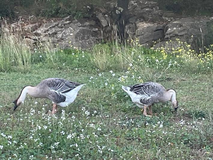 Gîte pour 5 personnes, avec vue et jardin à Beaulieu (Hérault) - 3