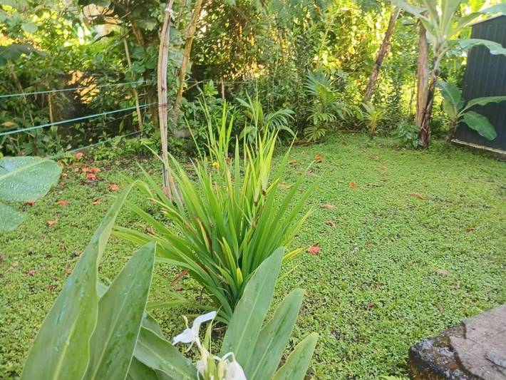 Location de vacances pour 6 personnes, avec jardin et vue, animaux acceptés à Saint-Claude (Guadeloupe) - 4