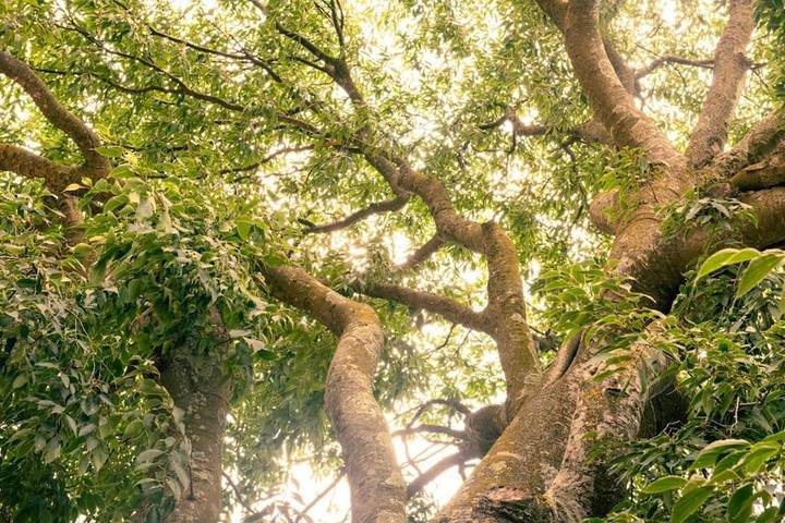 Casa rural para 4 personas, con piscina además de jardín y vistas, Se admiten mascotas en Garrotxa - 4