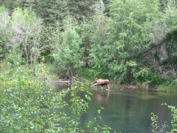 Blockhütte für 4 Personen in Fairbanks, Alaska, Bild 3
