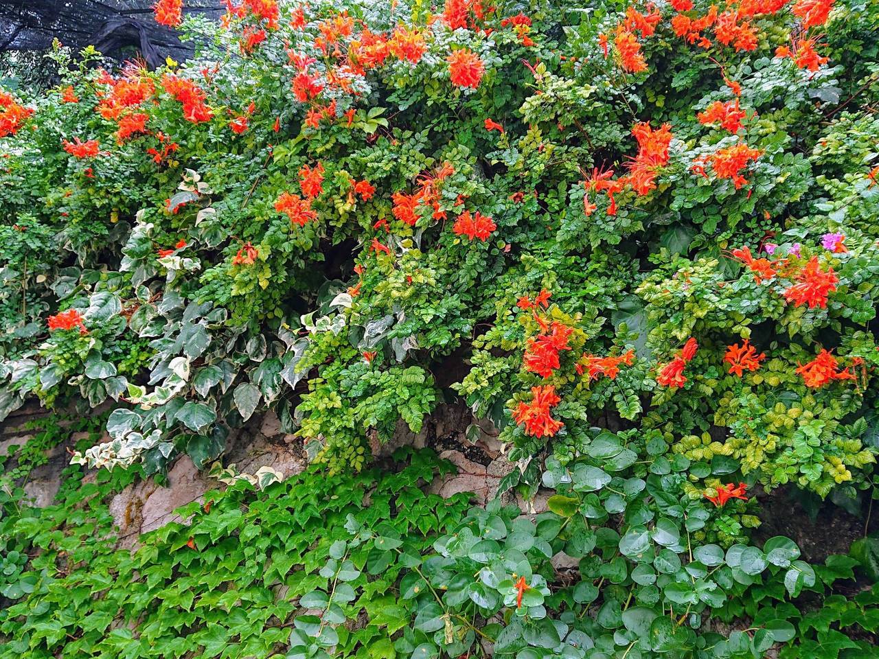 Villa l'Ulivina - Entspannung Garten Sonnenterrasse in spiaggia La Tonnarella, Sorrento