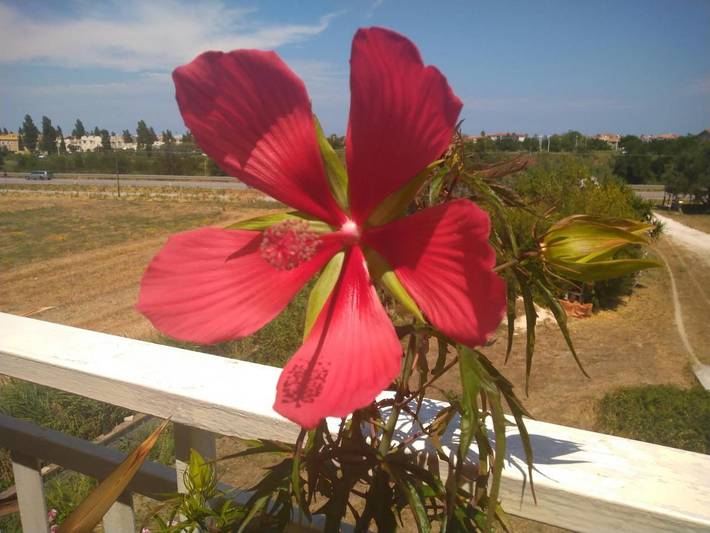 Appartamento vacanze per 3 persone, con giardino, con animali domestici - 1
