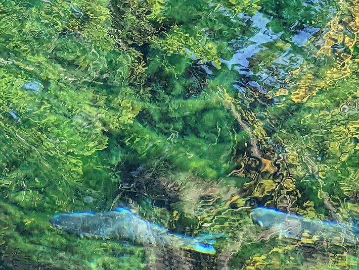 Camping for 4 people in Gulf Coast