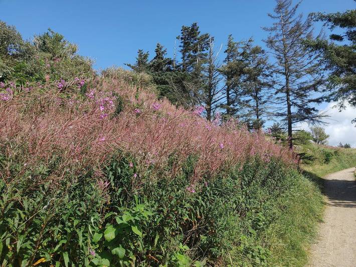 Ferienhaus für 6 Personen, mit Balkon/Terrasse, kinderfreundlich in Nørlev Strand - 3
